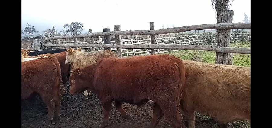 Lote 52 Ternero en Curicó, VII  Región Maule