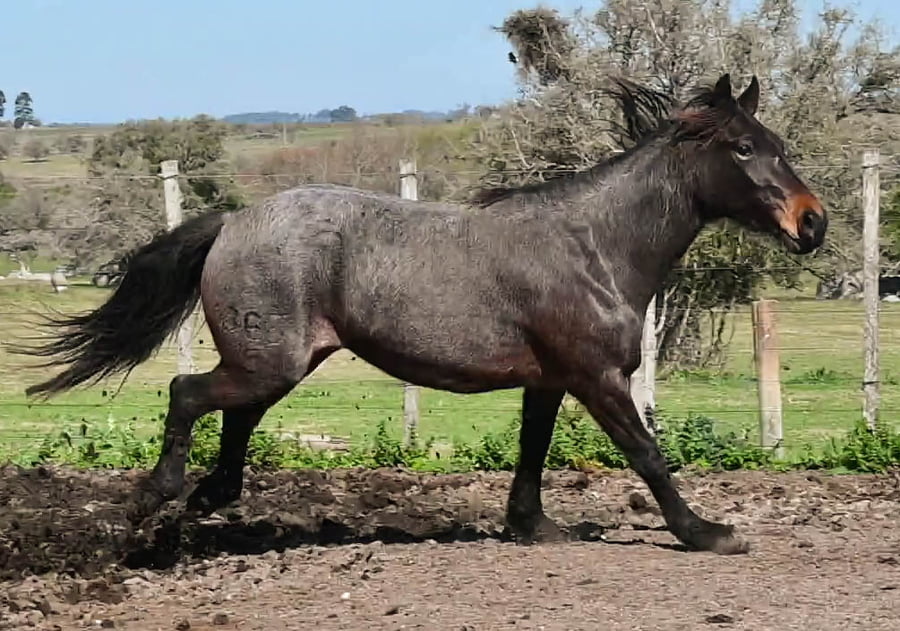 Lote Dorotea LF