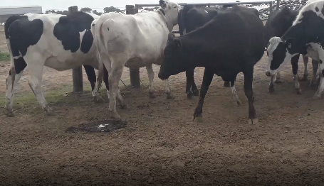 Lote 12 Vaquillonas en Rafaela, Santa Fe