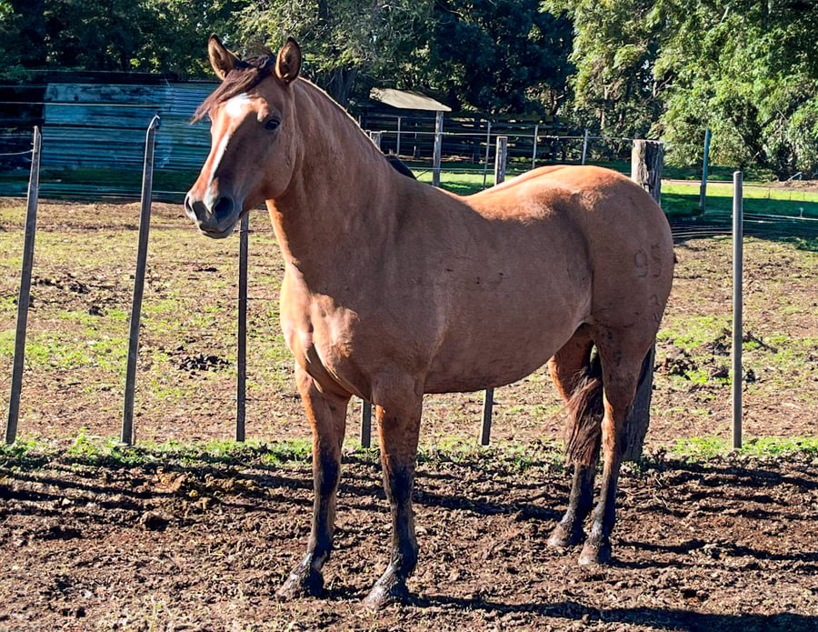 Lote Cuminao La Pistola