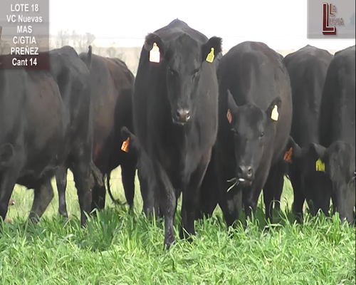 Lote VACAS A. ANGUS NEGRAS NUEVAS MAS C/ GTIA DE PREÑEZ