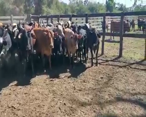 Lote 50 Vacas de invernar en Juan José Castelli, Chaco