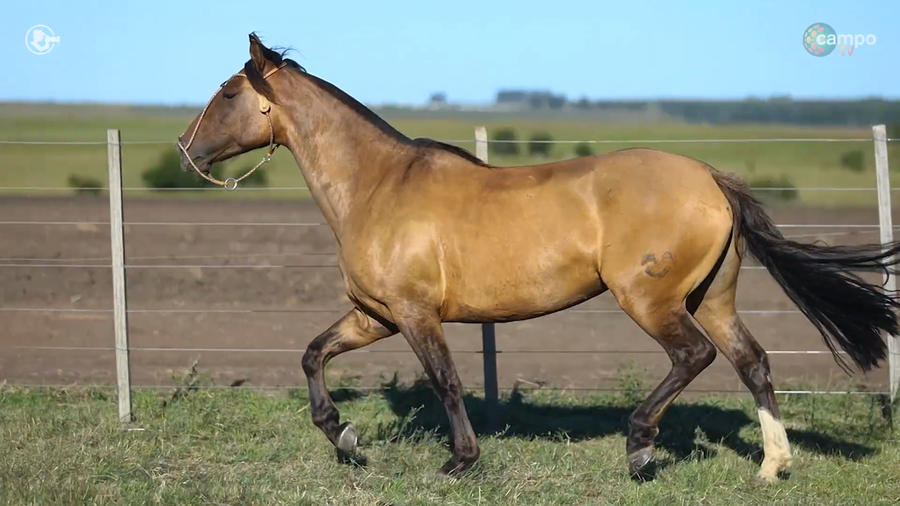 Lote LA ROSADA MARAGATA