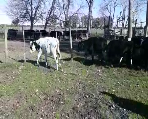 Lote 16 Terneros HOLANDO Y CRUZAS 210kg - , San José