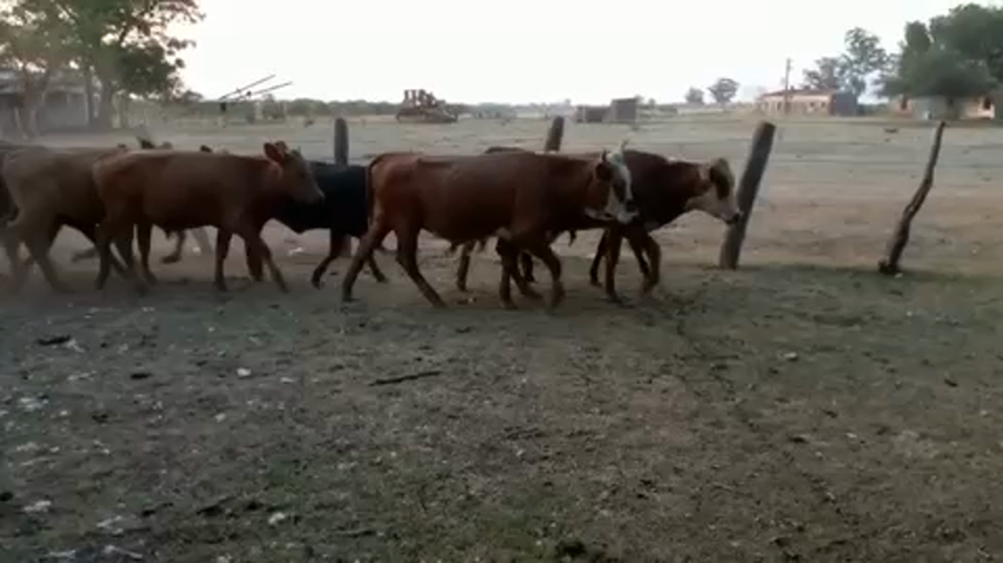 Lote 70 Terneros/as en Villaguay, Entre Ríos