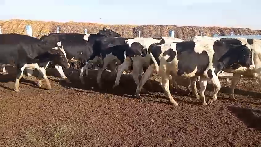 Lote 38 Novillitos Holando Argentino en Porteña, Cordoba
