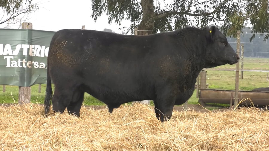 Lote TOROS PUROS POR CRUZA