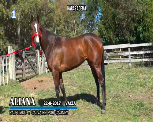 Lote ALIANA