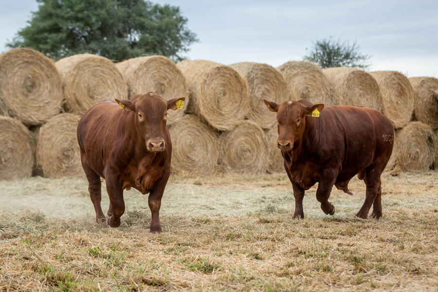 Lote Reproductores Altohondo - Lote 52