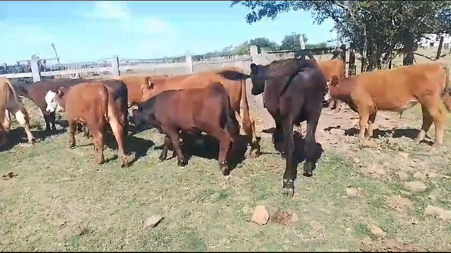 Lote 18 Terneros a remate en Pantalla Camy, San José