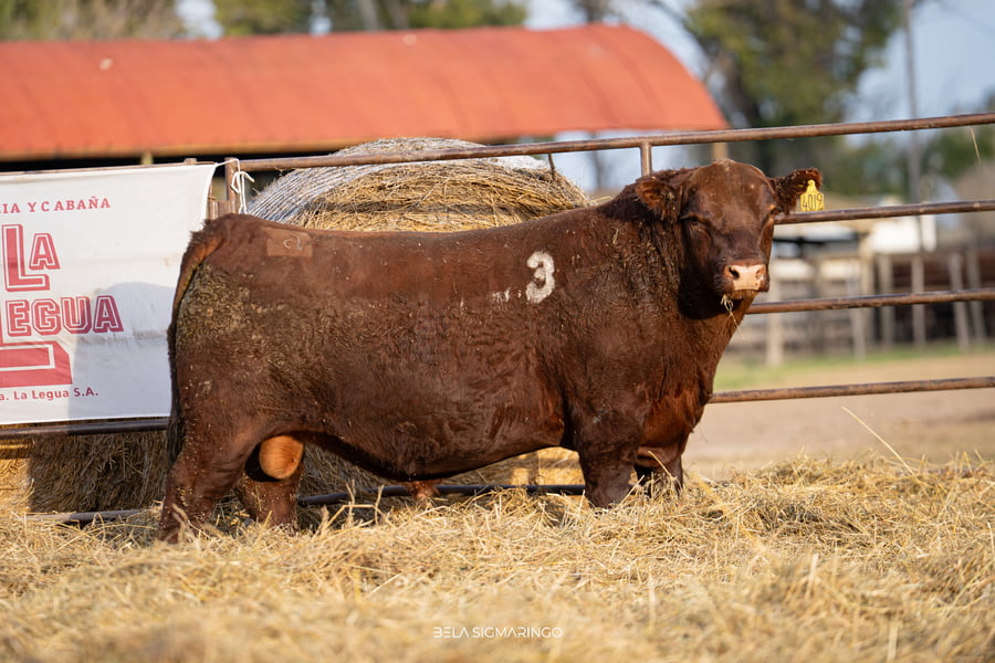Lote TOROS ANGUS COLORADOS  PC
