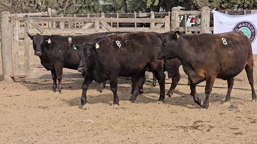 Lote Vacas de El Mataco
