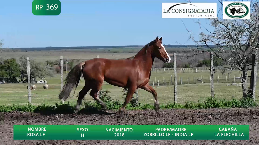 Lote Rosa LF