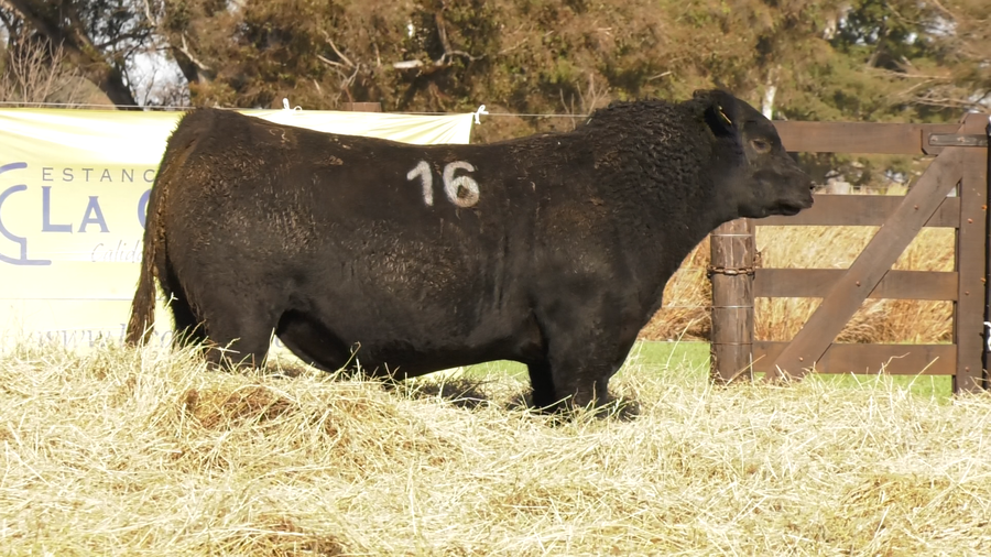 Lote TOROS ANGUS PURO CONTROLADO