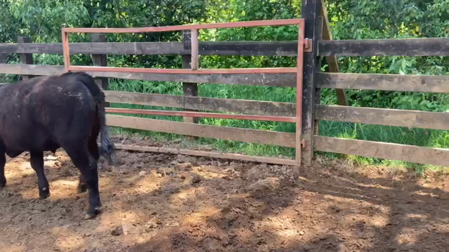 Lote 60 Ternero en Gorbea, IX Región Araucanía