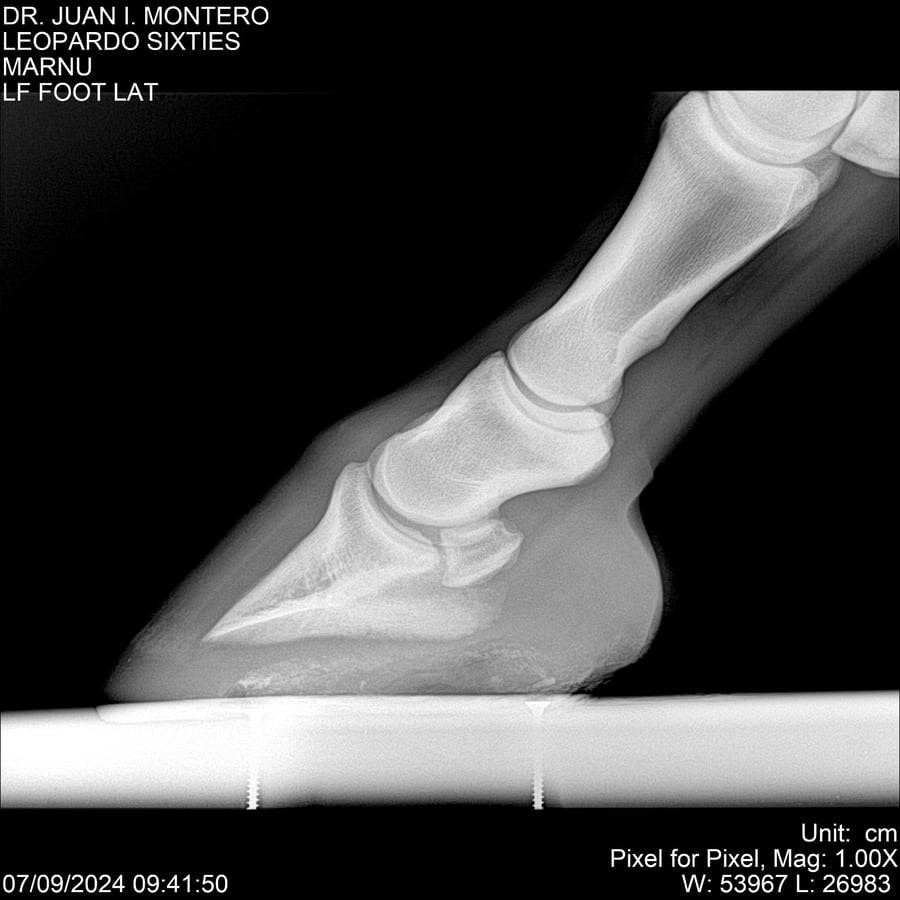 Lote LEOPARDO SIXTIES