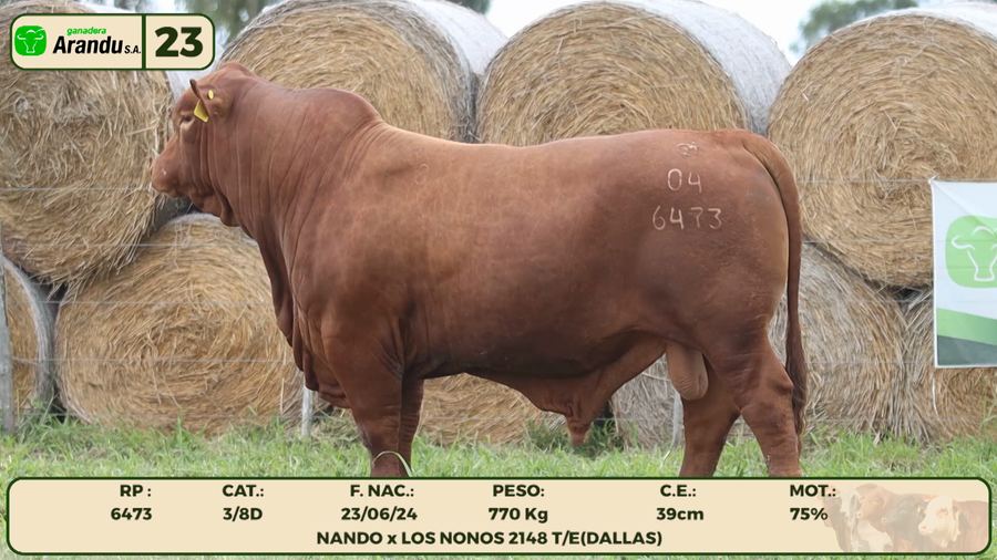 Lote LOTE 23