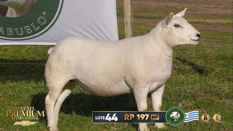Lote Borregas a remate en 1º Texel Premium Internacional, Canelones