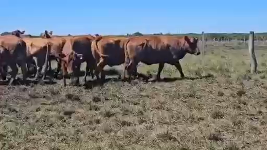 Lote 35 Vacas de invernar en Corrientes, Curuzú-Cuatiá