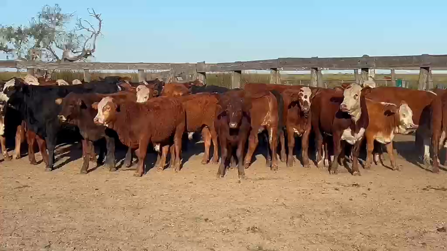 Lote 100 Terneras