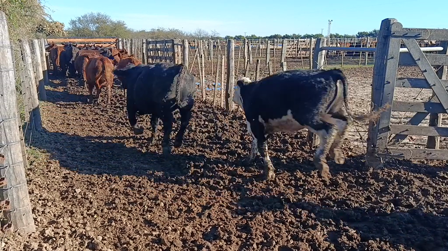 Lote 45 Novillitos y vaquillonas Braford y sus cruzas en Cululú, Santa Fe