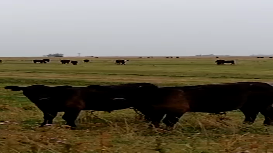 Lote 16 Novillitos en Buenos Aires, Gral. Lamadrid