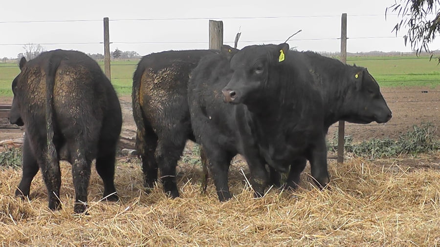 Lote TOROS PUROS POR CRUZA