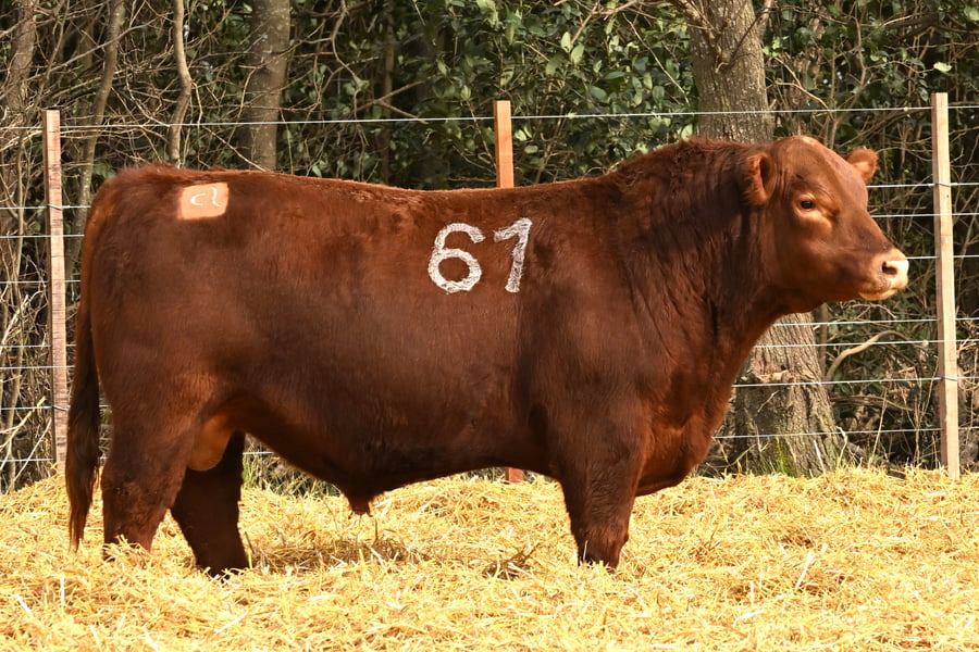 Lote TOROS ANGUS PC