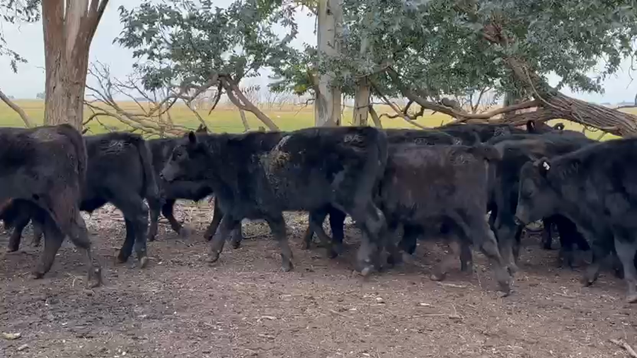 Lote 40 Novillitos en Olavarría