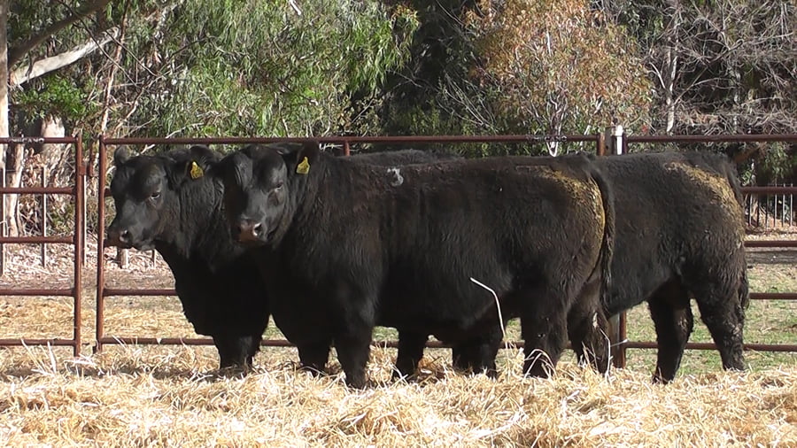 Lote TOROS PUROS DE PEDIGREE