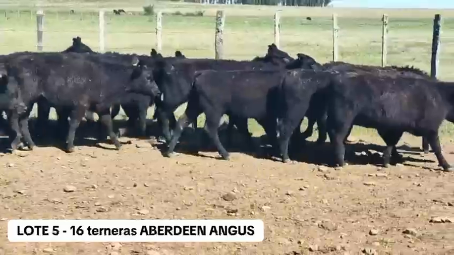Lote 16 Terneras Aberdeen Angus