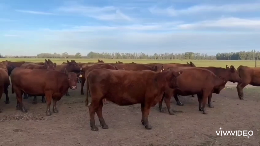 Lote 31 Vacas medio uso PARA SERVICIO en Baradero, Buenos Aires