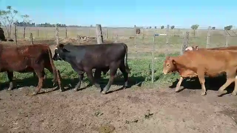 Lote 25 Terneros/as Cruza en Naré, Santa Fe