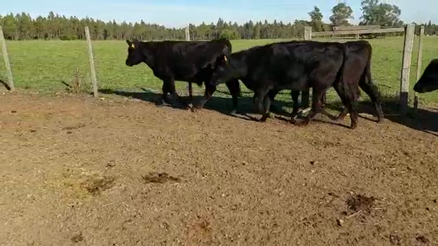 Lote (Vendido)6 Novillos ANGUS a remate en Pantalla Camy Mayo - Desde La Cuenca 280kg - , San José