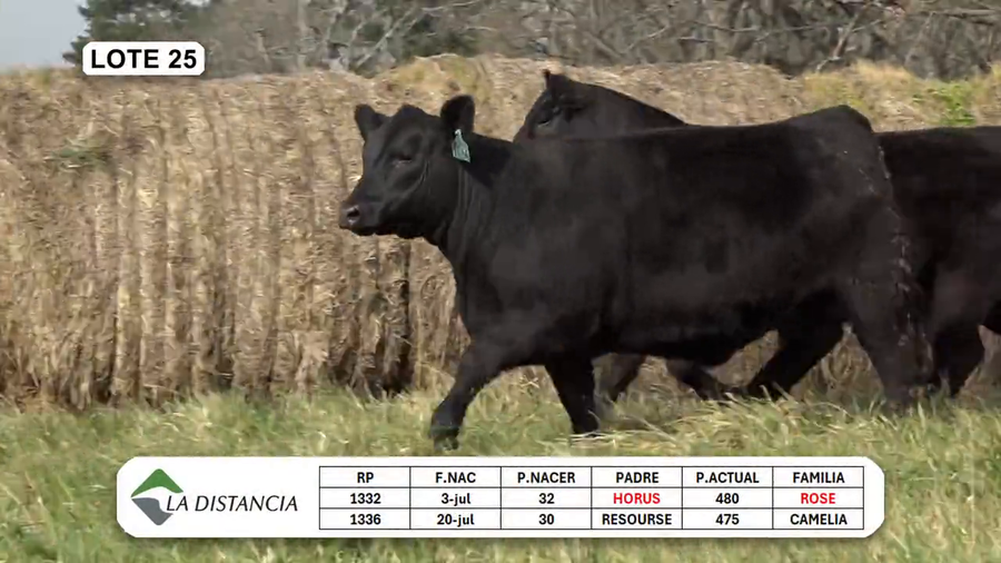 Lote HEMBRAS PEDIGREE