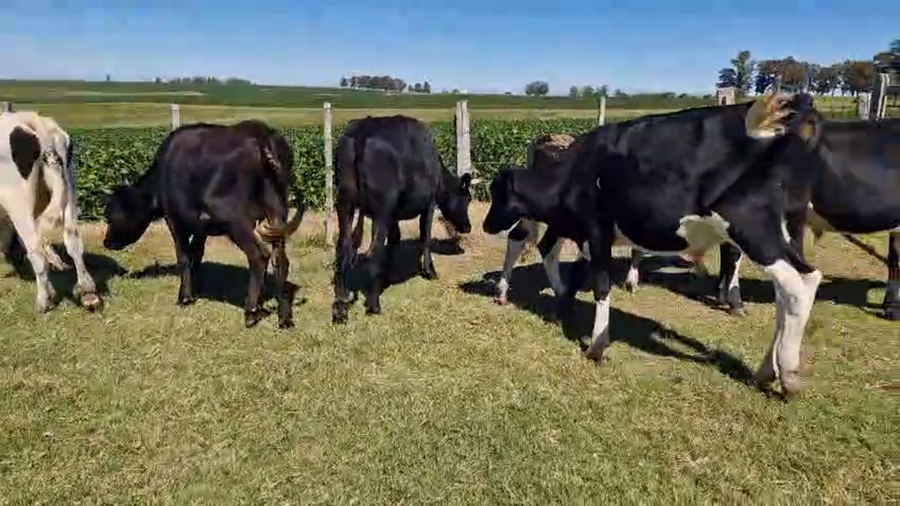 Lote 6 Novillos a remate en Pantalla Camy, San José