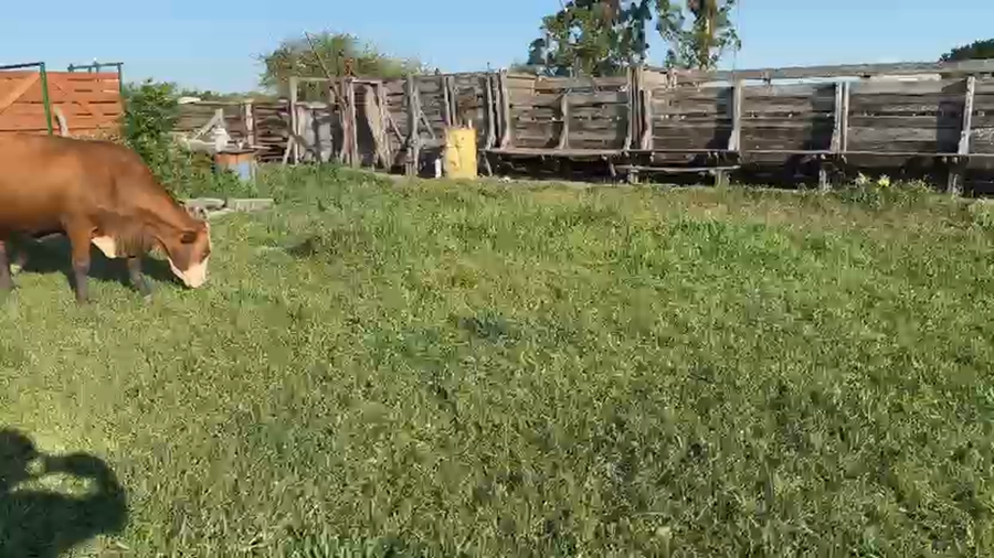 Lote 35 Vacas CUT preñadas