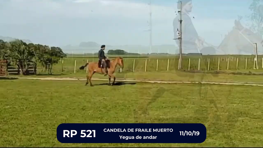 Lote CANDELA DE FRAILE MUERTO