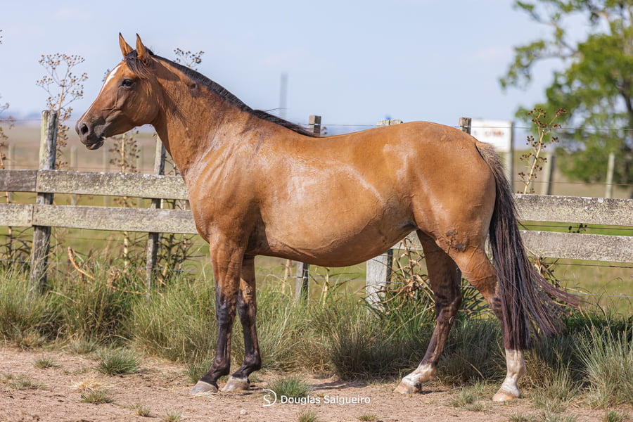 Lote CAMPANA 568 LA CASILLA