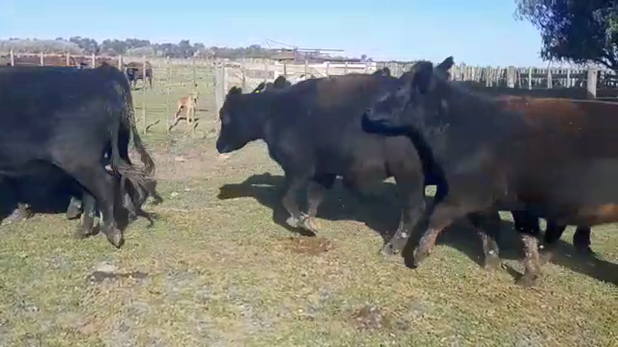 Lote 35 Vaquillonas preñadas en Cañuelas, Buenos Aires