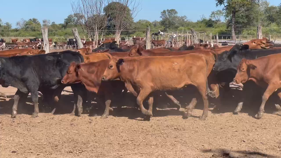 Lote 100 Vaquillonas en Ibarreta, Formosa