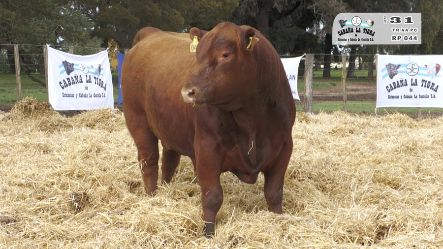 Lote TOROS PUROS CONTROLADOS
