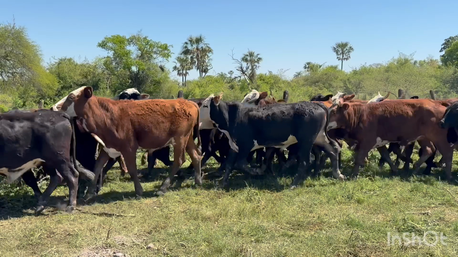 Lote 60 Novillitos