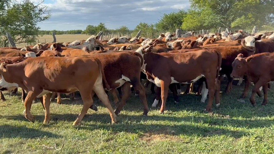 Lote 80 Terneros/as en Corrientes, Mariano I. Loza