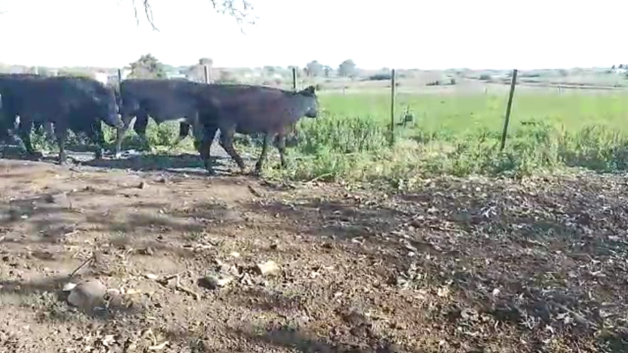 Lote 6 Terneros y Terneras a remate en PANTALLA CAMY - SAN JOSE  1500 VACUNOS 260kg - , San José