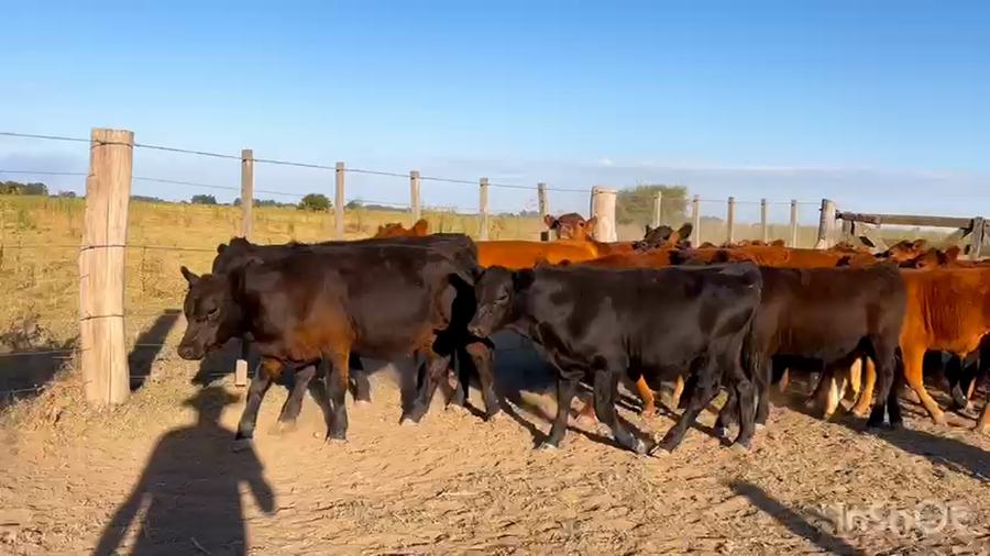 Lote 38 Terneros