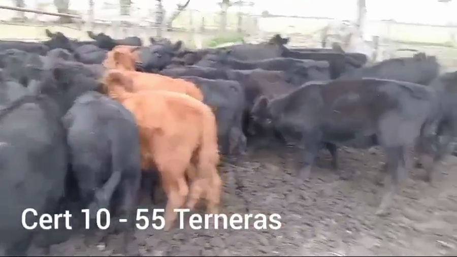 Lote TERNERAS