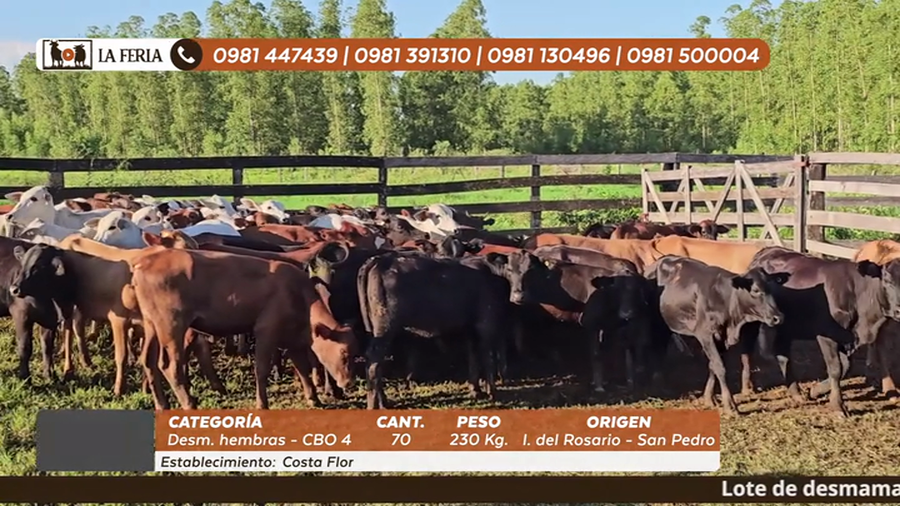 Lote 