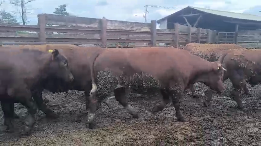 Lote 20 Novillo Gordo en Los Ángeles, VIII Región Biobío