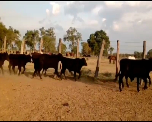 Lote 130 Terneros/as en Puero Tirol, Chaco